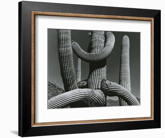 Cactus, c. 1970-Brett Weston-Framed Photographic Print