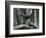 Cactus, c. 1970-Brett Weston-Framed Photographic Print