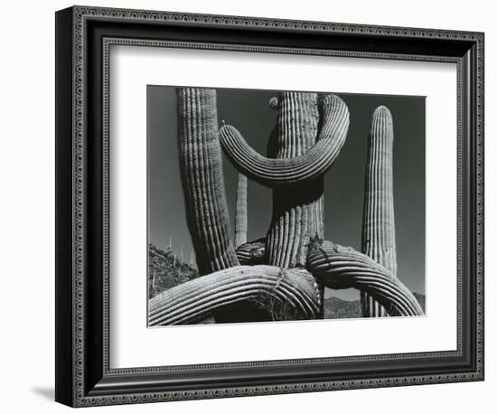 Cactus, c. 1970-Brett Weston-Framed Photographic Print