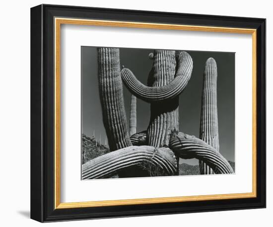 Cactus, c. 1970-Brett Weston-Framed Photographic Print