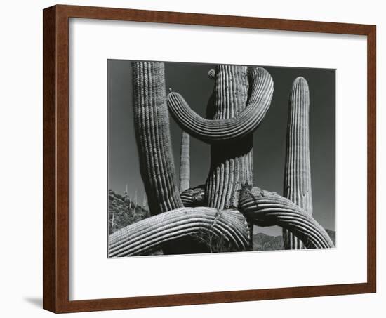 Cactus, c. 1970-Brett Weston-Framed Photographic Print