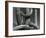 Cactus, c. 1970-Brett Weston-Framed Photographic Print