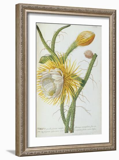 Cactus: Cereus, from Trew's 'Plantae Selectae' 1750-73-Georg Dionysius Ehret-Framed Giclee Print