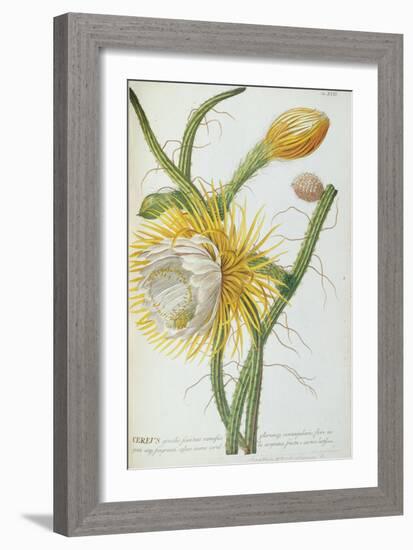 Cactus: Cereus, from Trew's 'Plantae Selectae' 1750-73-Georg Dionysius Ehret-Framed Giclee Print