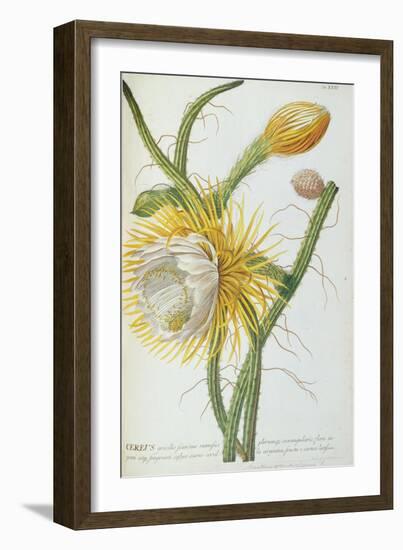 Cactus: Cereus, from Trew's 'Plantae Selectae' 1750-73-Georg Dionysius Ehret-Framed Giclee Print