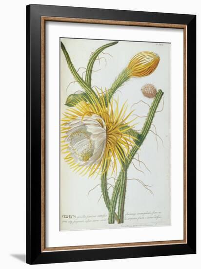 Cactus: Cereus, from Trew's 'Plantae Selectae' 1750-73-Georg Dionysius Ehret-Framed Giclee Print