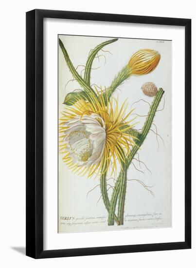 Cactus: Cereus, from Trew's 'Plantae Selectae' 1750-73-Georg Dionysius Ehret-Framed Giclee Print