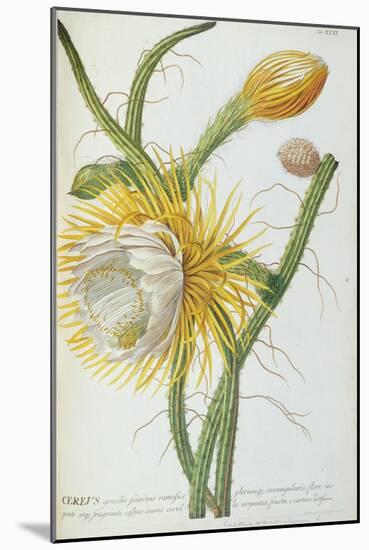 Cactus: Cereus, from Trew's 'Plantae Selectae' 1750-73-Georg Dionysius Ehret-Mounted Giclee Print