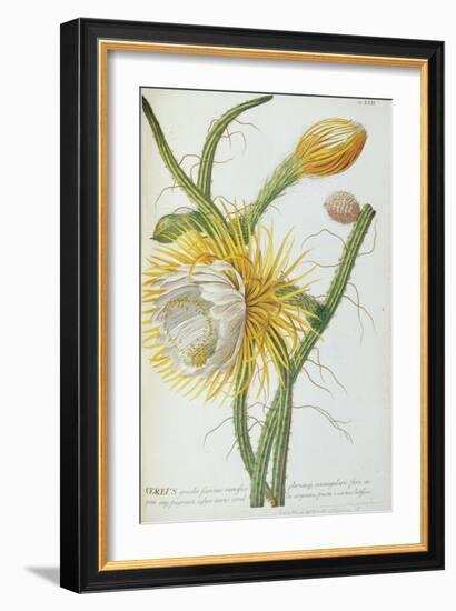 Cactus: Cereus, from Trew's 'Plantae Selectae' 1750-73-Georg Dionysius Ehret-Framed Giclee Print