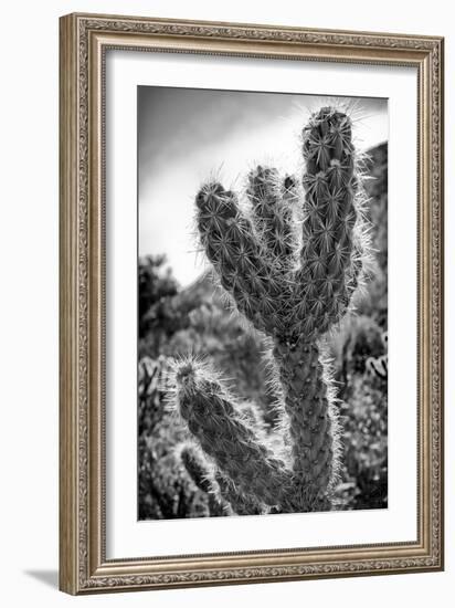 Cactus Close-up-Janice Sullivan-Framed Giclee Print