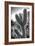 Cactus Close-up-Janice Sullivan-Framed Giclee Print