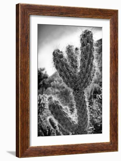 Cactus Close-up-Janice Sullivan-Framed Giclee Print