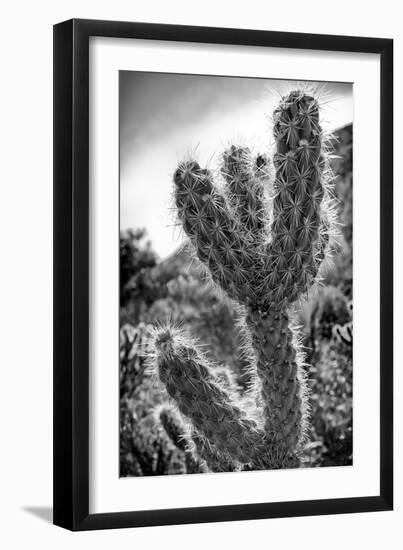 Cactus Close-up-Janice Sullivan-Framed Giclee Print