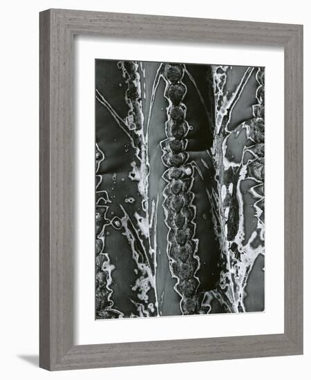 Cactus Detail, 1968-Brett Weston-Framed Photographic Print