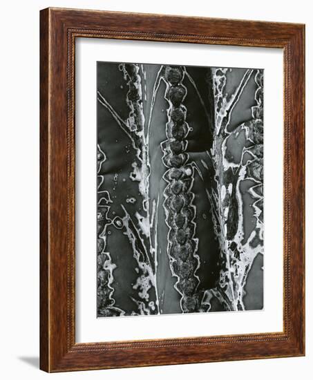 Cactus Detail, 1968-Brett Weston-Framed Photographic Print