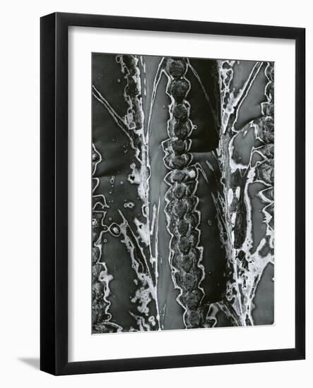 Cactus Detail, 1968-Brett Weston-Framed Photographic Print