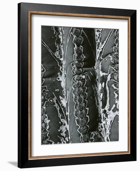 Cactus Detail, 1968-Brett Weston-Framed Photographic Print