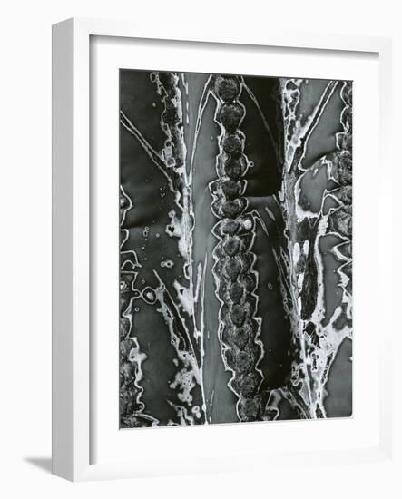 Cactus Detail, 1968-Brett Weston-Framed Photographic Print