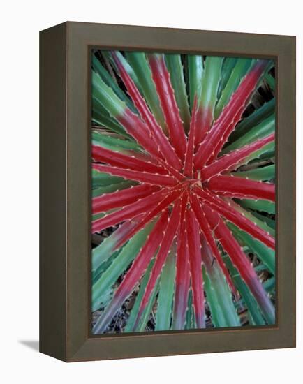 Cactus Detail, Chrstoffel National Park, Curacao, Caribbean-Robin Hill-Framed Premier Image Canvas
