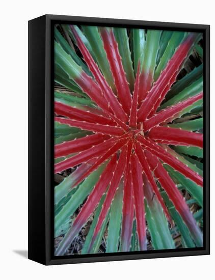 Cactus Detail, Chrstoffel National Park, Curacao, Caribbean-Robin Hill-Framed Premier Image Canvas