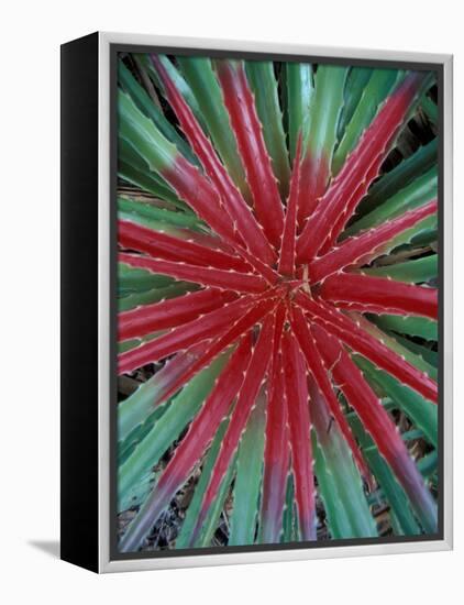 Cactus Detail, Chrstoffel National Park, Curacao, Caribbean-Robin Hill-Framed Premier Image Canvas