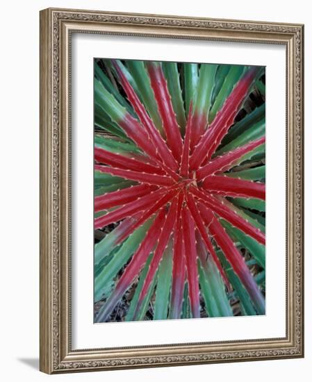 Cactus Detail, Chrstoffel National Park, Curacao, Caribbean-Robin Hill-Framed Photographic Print