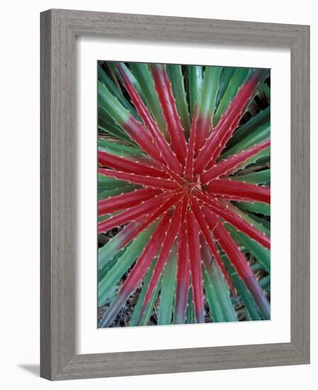 Cactus Detail, Chrstoffel National Park, Curacao, Caribbean-Robin Hill-Framed Photographic Print