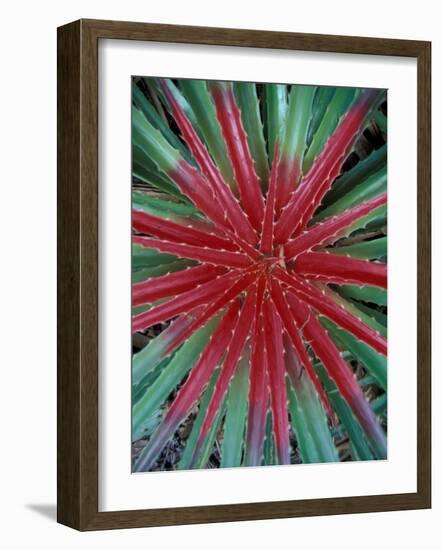 Cactus Detail, Chrstoffel National Park, Curacao, Caribbean-Robin Hill-Framed Photographic Print