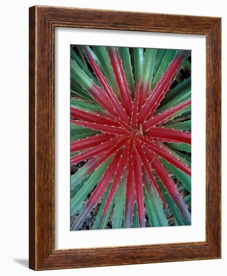 Cactus Detail, Chrstoffel National Park, Curacao, Caribbean-Robin Hill-Framed Photographic Print