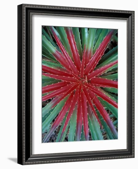 Cactus Detail, Chrstoffel National Park, Curacao, Caribbean-Robin Hill-Framed Photographic Print