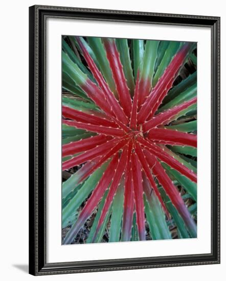 Cactus Detail, Chrstoffel National Park, Curacao, Caribbean-Robin Hill-Framed Photographic Print