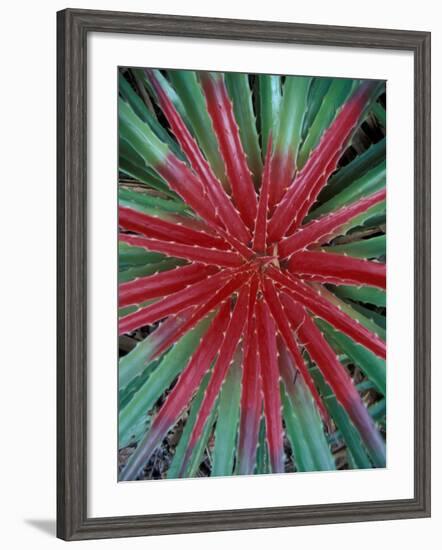 Cactus Detail, Chrstoffel National Park, Curacao, Caribbean-Robin Hill-Framed Photographic Print