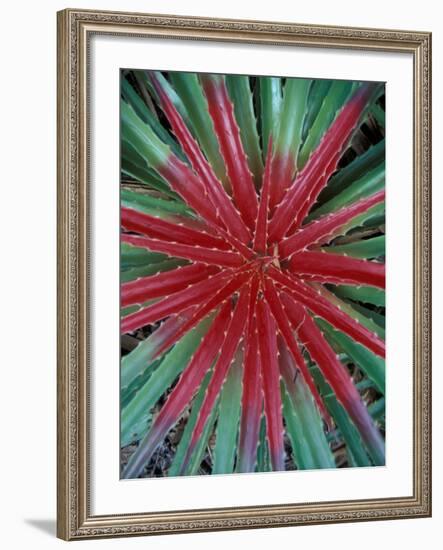 Cactus Detail, Chrstoffel National Park, Curacao, Caribbean-Robin Hill-Framed Photographic Print