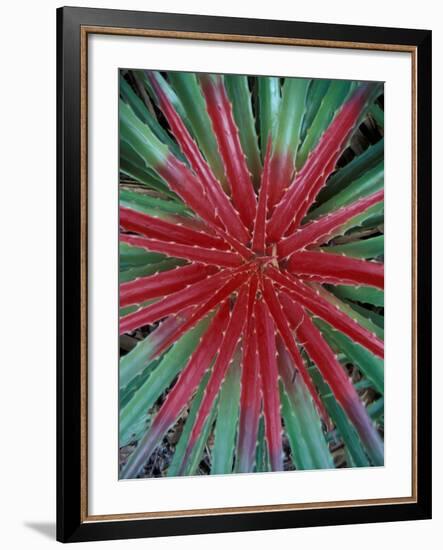 Cactus Detail, Chrstoffel National Park, Curacao, Caribbean-Robin Hill-Framed Photographic Print