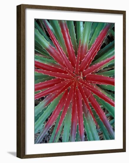 Cactus Detail, Chrstoffel National Park, Curacao, Caribbean-Robin Hill-Framed Photographic Print