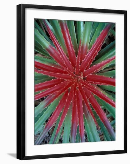 Cactus Detail, Chrstoffel National Park, Curacao, Caribbean-Robin Hill-Framed Photographic Print