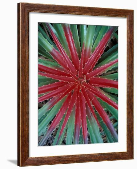 Cactus Detail, Chrstoffel National Park, Curacao, Caribbean-Robin Hill-Framed Photographic Print