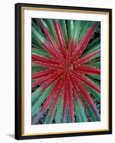 Cactus Detail, Chrstoffel National Park, Curacao, Caribbean-Robin Hill-Framed Photographic Print