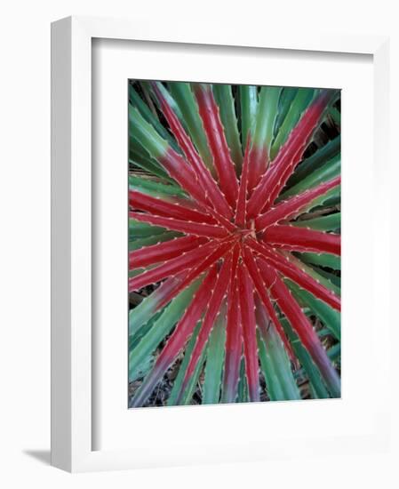 Cactus Detail, Chrstoffel National Park, Curacao, Caribbean-Robin Hill-Framed Photographic Print