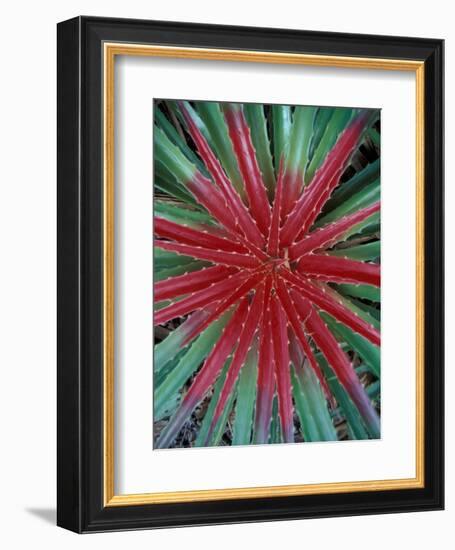 Cactus Detail, Chrstoffel National Park, Curacao, Caribbean-Robin Hill-Framed Photographic Print