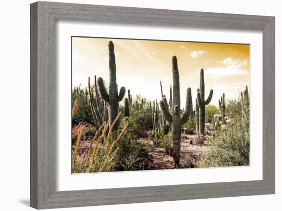 Cactus Field Under Golden Skies-Bill Carson Photography-Framed Art Print