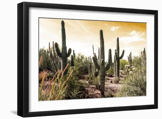 Cactus Field Under Golden Skies-Bill Carson Photography-Framed Art Print