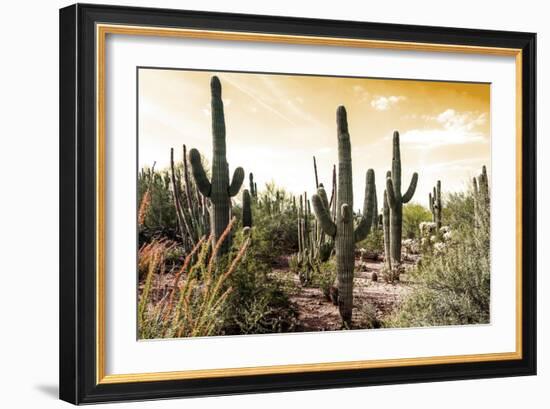 Cactus Field Under Golden Skies-Bill Carson Photography-Framed Art Print