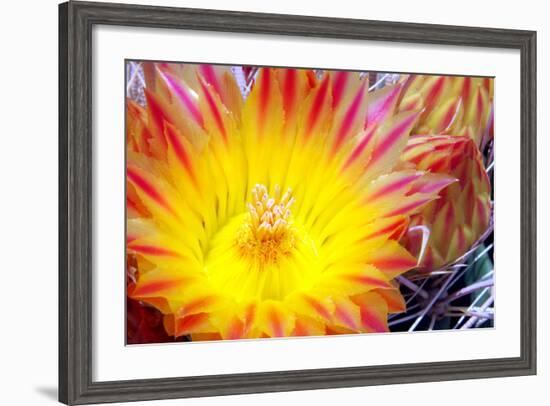 Cactus Flower I-Douglas Taylor-Framed Photographic Print