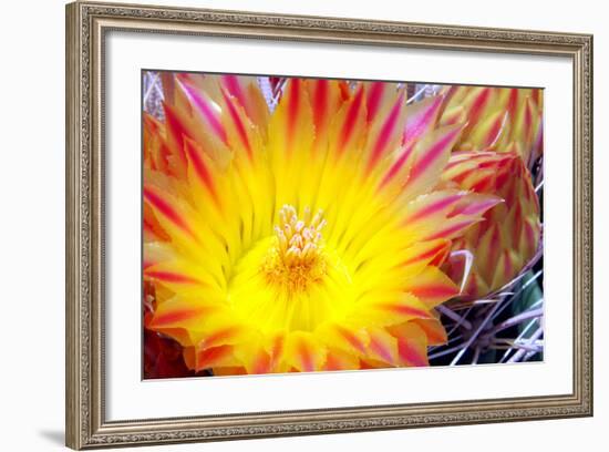 Cactus Flower I-Douglas Taylor-Framed Photographic Print