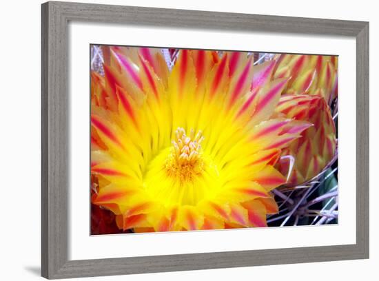 Cactus Flower I-Douglas Taylor-Framed Photographic Print