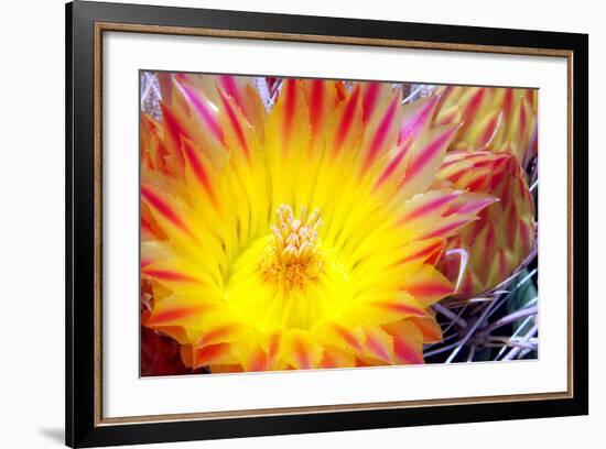 Cactus Flower I-Douglas Taylor-Framed Photographic Print