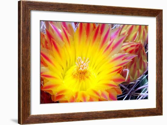 Cactus Flower I-Douglas Taylor-Framed Photographic Print