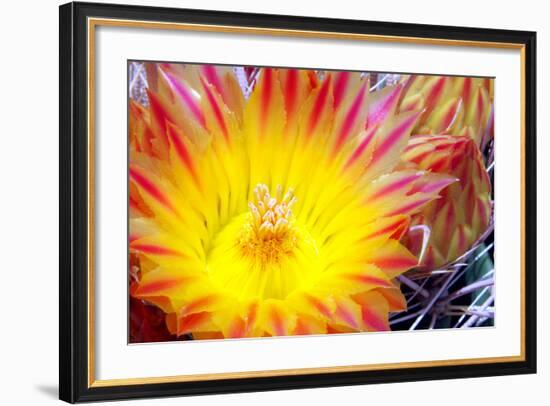 Cactus Flower I-Douglas Taylor-Framed Photographic Print