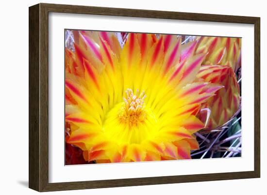 Cactus Flower I-Douglas Taylor-Framed Photographic Print